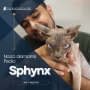 sphynx