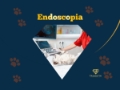 Endoscopia Veterinária