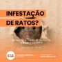 Dedetização de ratos