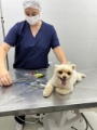 Cirurgia bem sucedida