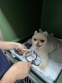clinica-veterinaria-pazzi-em-diadema
