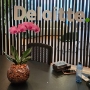 Deloitte - recife 1