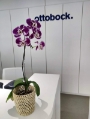 ottobock - recife 1