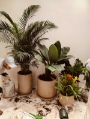 plantas para interiores 1