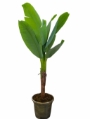 Bananeira artificial