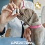 veterinário