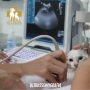 veterinário