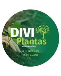 Divi Plantas