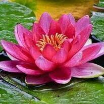 Flor de Lótus