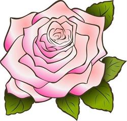 Projeto Rosa