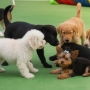 daycare para cachorro
