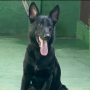 Adestrador cães