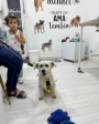 clínica veterinária em Guarulhos vet maia