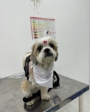clínica veterinária em Guarulhos vet maia