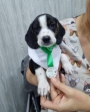 clínica veterinária em Guarulhos vet maia