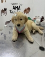 clínica veterinária em Guarulhos vet maia