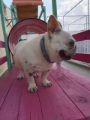 Hotel Pet Vet Maia creche para cachorro em Guarulhos