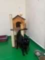 Hotel Pet Vet Maia creche para cachorro em Guarulhos