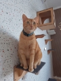 Hotel Pet Vet Maia creche para cachorro em Guarulhos