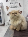 Hotel Pet Vet Maia creche para cachorro em Guarulhos
