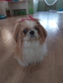 Hotel Pet Vet Maia  creche para cachorro em Guarulhos