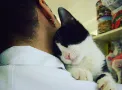 sr gato