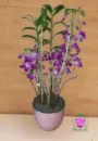 Arranjo05